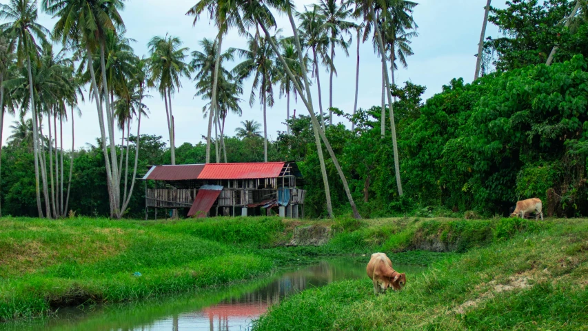 a brown cow standing on top of a lush green field, inspired by Steve McCurry, pexels contest winner, sumatraism, waterfront houses, coconut palms, a wooden, building along a river
