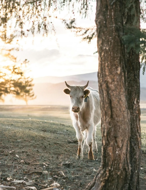 a cow standing next to a tree in a field, a picture, unsplash contest winner, golden hour 8 k, mongolia, college, background image