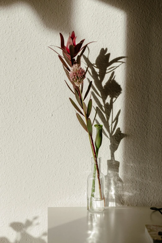 a vase that has some flowers in it, a still life, unsplash, shadow and light, tall plants, sunfaded, bottlebrush