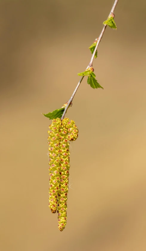 a bird sitting on top of a tree branch, a macro photograph, by Peter Churcher, arabesque, betula pendula, floral growth, holding a giant flail, miniature product photo