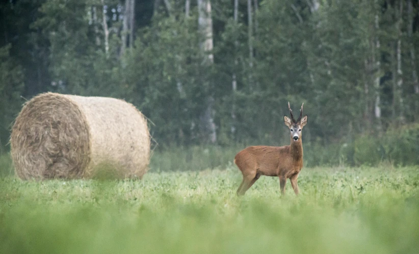 a deer that is standing in the grass, a picture, by Stefan Gierowski, shutterstock contest winner, mowing of the hay, concert, tall and small, sebastian ludke