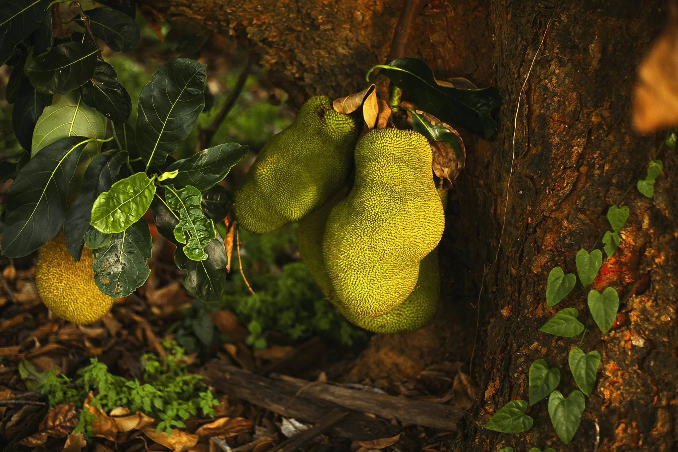 a bunch of fruit hanging from a tree, an album cover, unsplash, renaissance, overgrown with exotic fungus, pear, australian, heavy green