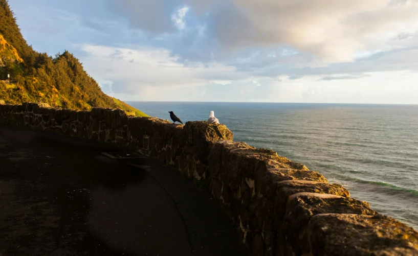 a couple of birds sitting on top of a stone wall, unsplash contest winner, te pae, road to the sea, person in foreground, late afternoon