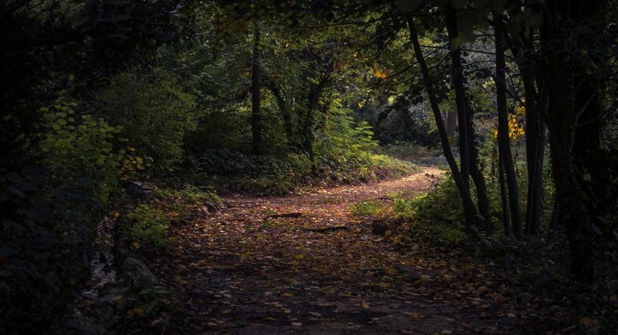 a dirt path in the middle of a forest, inspired by Elsa Bleda, unsplash contest winner, late summer evening, paul barson, highgate cemetery, today\'s featured photograph 4k