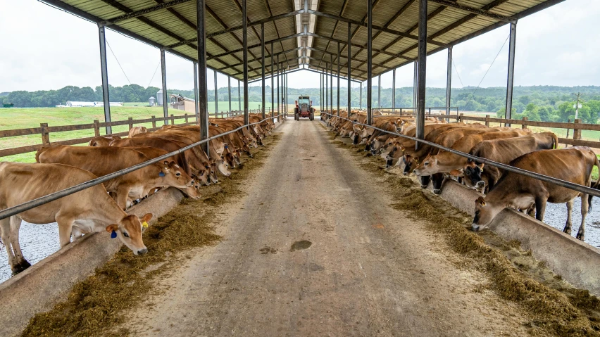 a herd of cows standing on top of a dirt road, inside a barn, tjalf sparnaay 8 k, clean photo, multiple stories