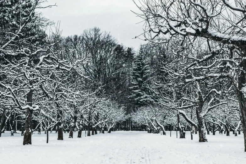 a park filled with lots of snow covered trees, pexels contest winner, fruit trees, overcast weather, 💋 💄 👠 👗, perfectly symmetrical