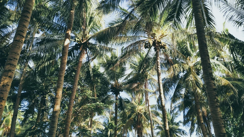 a group of palm trees standing next to each other, a photo, 🦩🪐🐞👩🏻🦳, bali, picnic, dreamy