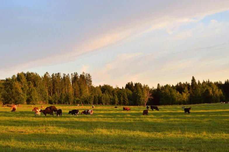 a herd of cattle grazing on a lush green field, by Adriaen Hanneman, unsplash, land art, northern finland, dinner is served, golden hour photo