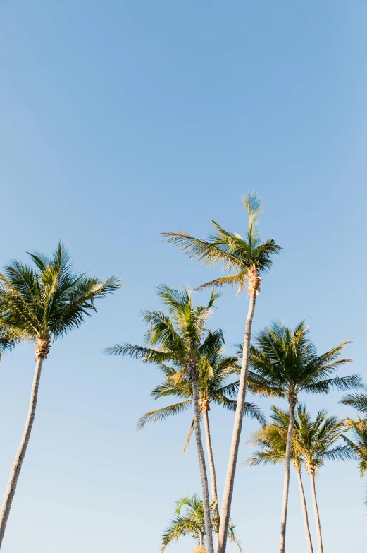 a row of palm trees against a blue sky, by Nicolette Macnamara, trending on unsplash, gold coast australia, portrait of tall, mar-a-lago, ::