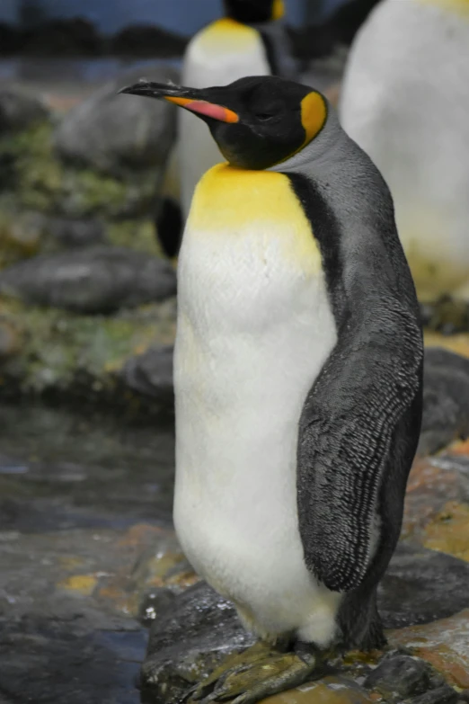 a couple of penguins standing on top of a rock, a portrait, flickr, mid-shot of a hunky, also very detailed, closeup!!!!!, with a yellow beak