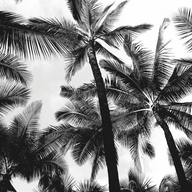 a black and white photo of palm trees, artwork, hawaii, high definition art, ffffound