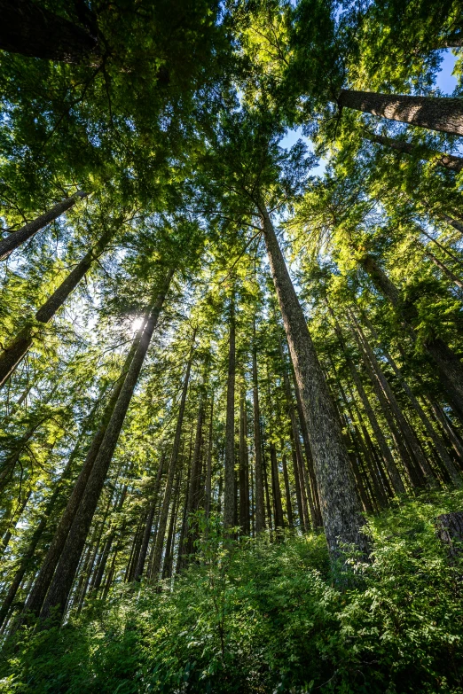 a forest filled with lots of tall trees, british columbia, fan favorite, low-angle, ((trees))