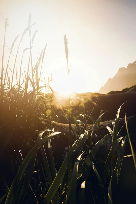 a dog that is laying down in the grass, by Daniel Seghers, unsplash, conceptual art, solar flare unreal engine, sunset in a valley, ps 4 in - game cinematic, long thick grass