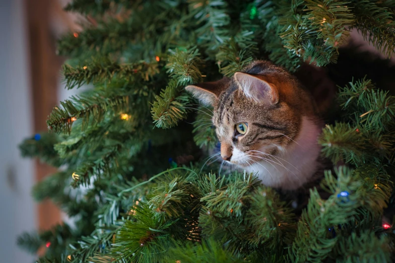 a cat sitting on top of a christmas tree, a portrait, by Julia Pishtar, shutterstock, fan favorite, high angle close up shot, avatar image, getty images