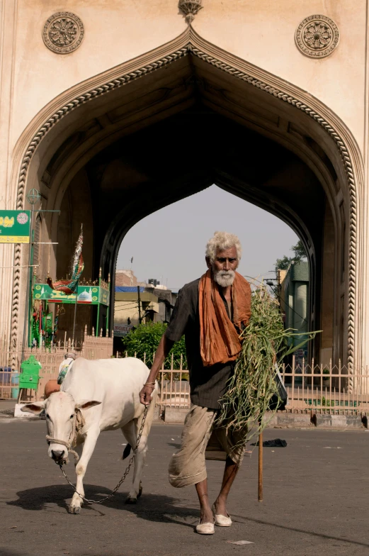 a man walking a white cow down a street, by Bapu, trending on unsplash, renaissance, an archway, greens), an oldman, square