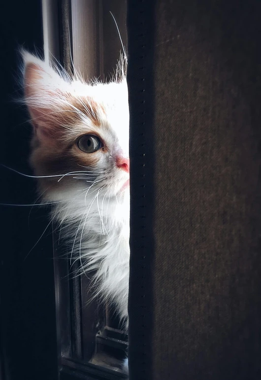 a close up of a cat looking out a window, a picture, by Niko Henrichon, trending on unsplash, opening door, hiding behind obstacles, fluffy'', multiple stories