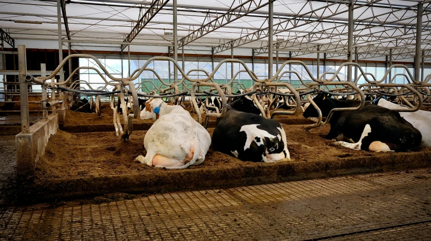 a bunch of cows that are laying down in the dirt, huge greenhouse, tjalf sparnaay 8 k, profile image