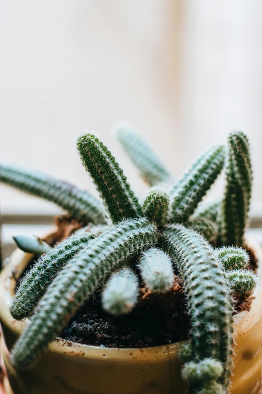 a close up of a potted plant on a window sill, trending on pexels, made of cactus spines, pastel', growths, indoor