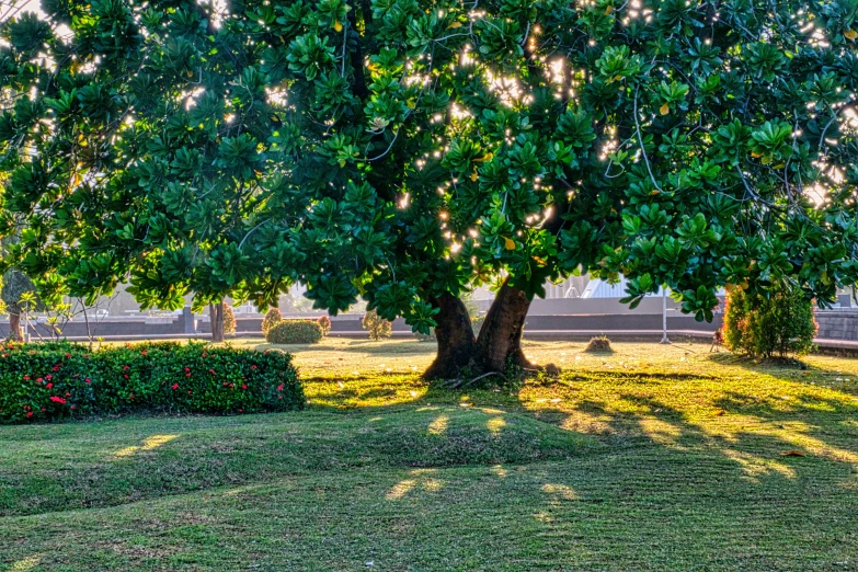 a large tree sitting on top of a lush green field, a photo, morning light showing injuries, in marijuanas gardens, gorgeous sunlight and shadows, header