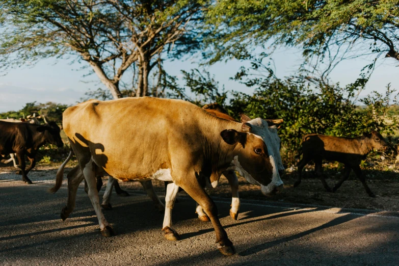 a herd of cattle walking across a street, an album cover, by Daniel Lieske, unsplash contest winner, sumatraism, jamaica, 🦩🪐🐞👩🏻🦳, evening sunlight, beth cavener
