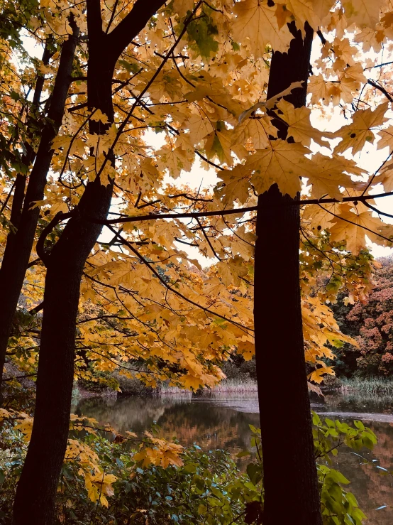 a forest filled with lots of trees next to a body of water, a picture, inspired by Elsa Bleda, unsplash, autumn colour oak trees, # nofilter, botanic garden, brown and gold