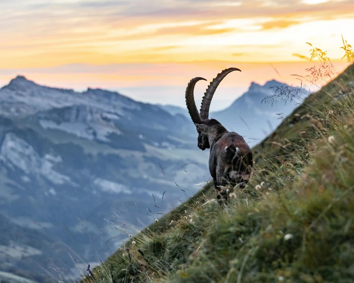 a goat standing on top of a grass covered hillside, by Daniel Seghers, pexels contest winner, renaissance, going forward to the sunset, swiss alps, hunting, long shot from back