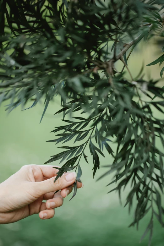 a close up of a person holding a branch of a tree, by Elizabeth Durack, romantic greenery, olive, black fir, tea