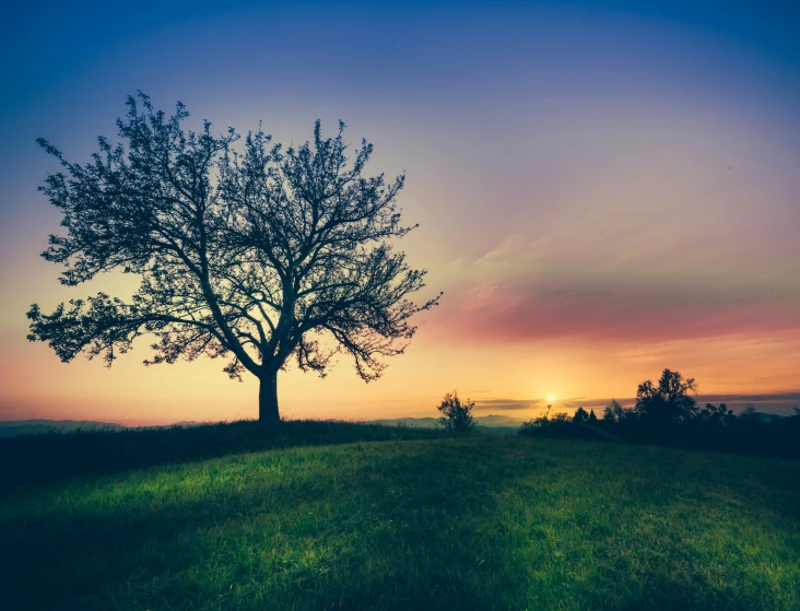 a tree sitting on top of a lush green field, pexels contest winner, romanticism, sun set, multiple stories, night time, instagram post