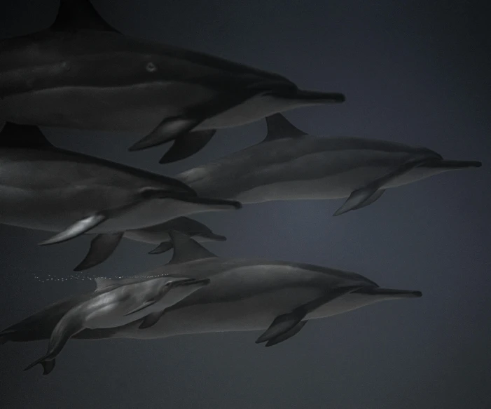 a group of dolphins swimming in the ocean, a raytraced image, by Kristian Kreković, pexels contest winner, photorealism, 8 k. volumetric lighting. dark, 3d model rigged, monochrome 3 d model, cgsociety - w 1 0 2 4 - n 8 - i