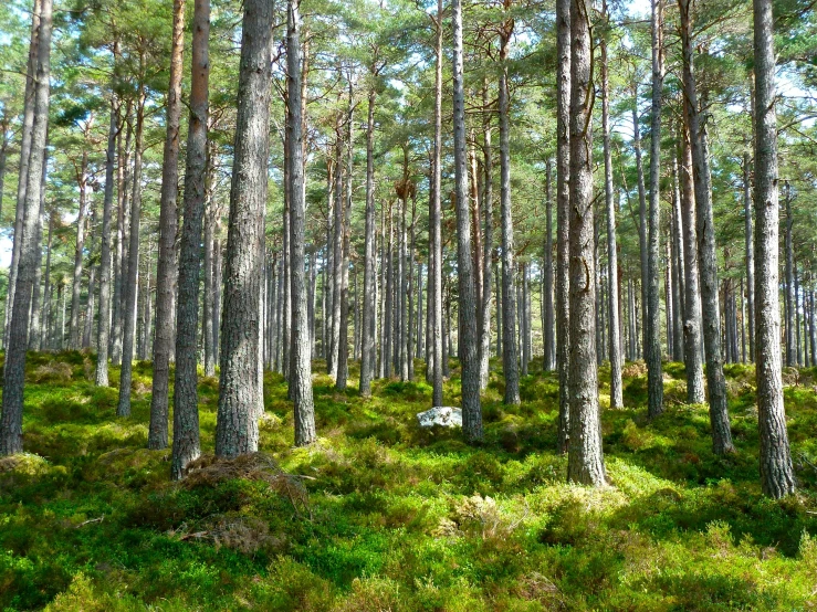 a forest filled with lots of tall trees, caledonian forest, avatar image, environmental, clean image