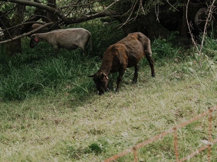 a couple of animals that are standing in the grass, eating meat, shot onfilm, spooky photo, photo”