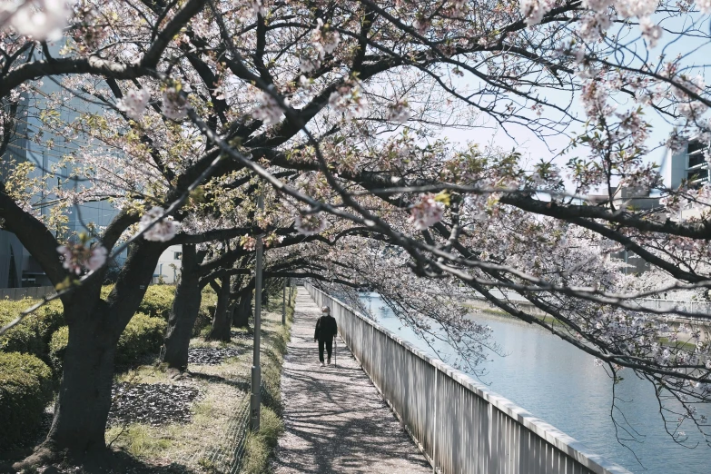 a person walking down a path next to a body of water, inspired by Miyagawa Chōshun, unsplash, shin hanga, spring season city, 🚿🗝📝