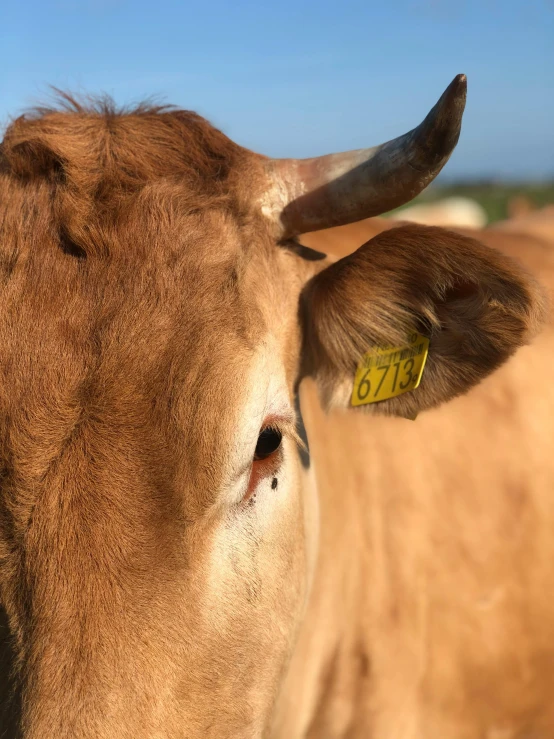 a close up of a cow with a tag on it's ear, photographed, square nose, photograph taken in 2 0 2 0, brown