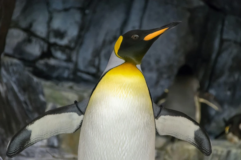 a couple of penguins standing next to each other, a macro photograph, pexels contest winner, royal emperor, with arms up, avatar image, museum photo