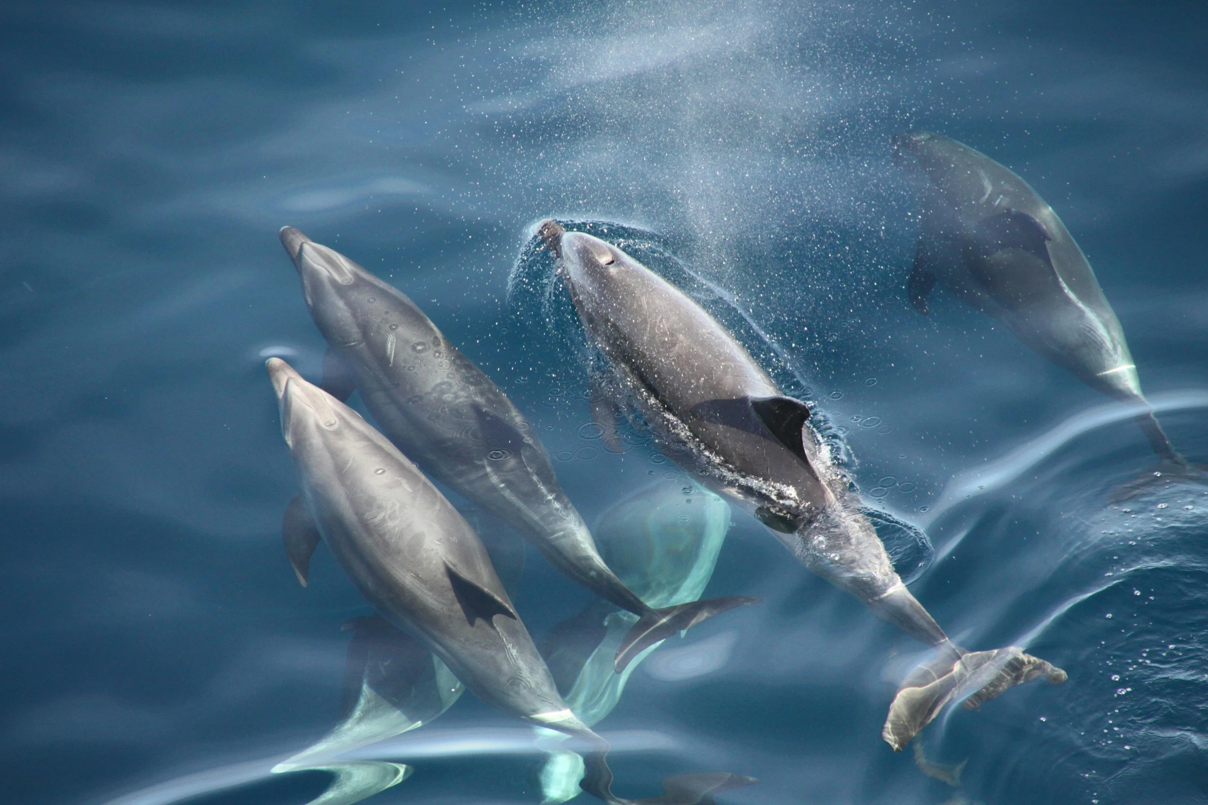 a group of dolphins swimming in the ocean, by Terese Nielsen, pexels contest winner, hurufiyya, gleaming silver, local close up, thumbnail, 8k 4k