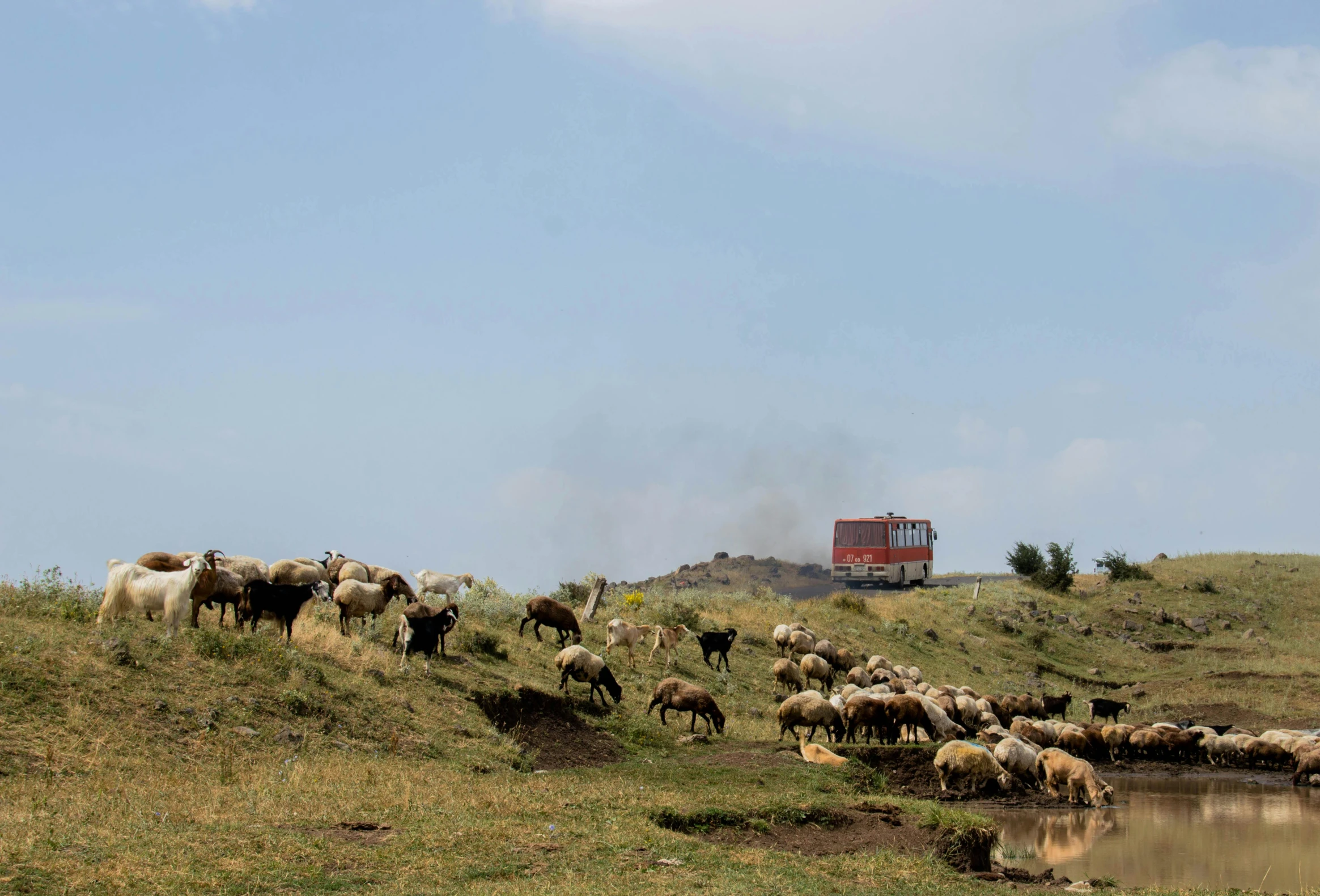 a herd of sheep standing on top of a lush green hillside, by Muggur, renaissance, vehicles on fire, slide show, video