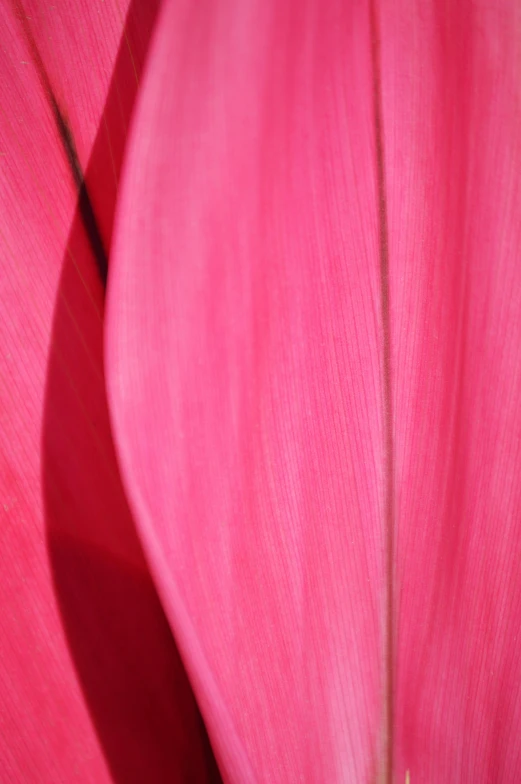 a close up view of a pink flower, by Doug Ohlson, visual art, large leaves, long cloths red like silk, streamlined pink armor, festivals