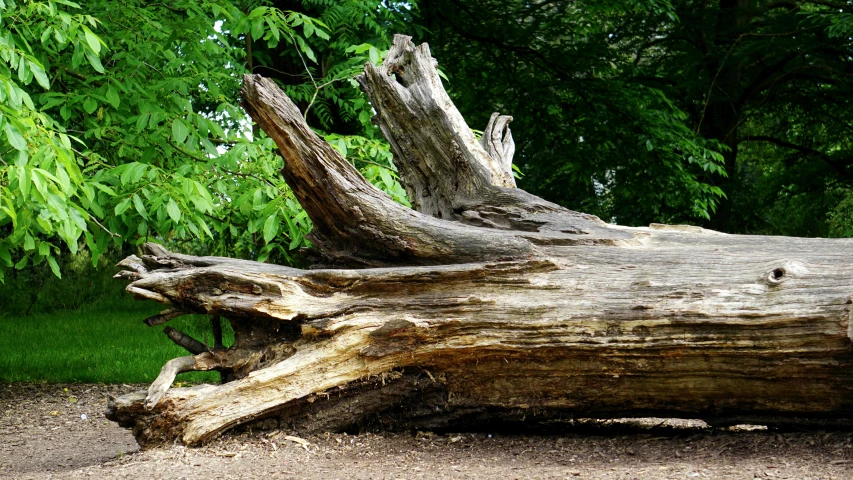 a fallen tree sitting in the middle of a park, unsplash, land art, ((trees))