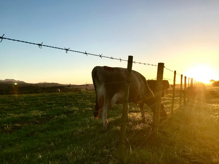 a cow standing on top of a lush green field, rusty chain fencing, as the sun sets on the horizon, profile image, multiple stories