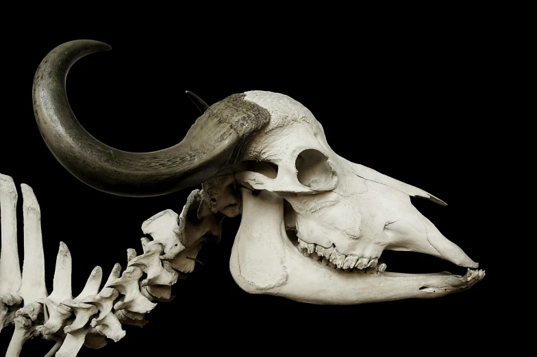 a black and white photo of an animal skull, a black and white photo, by Karel Dujardin, unsplash, vanitas, an ox, frans lanting, half goat, slide show
