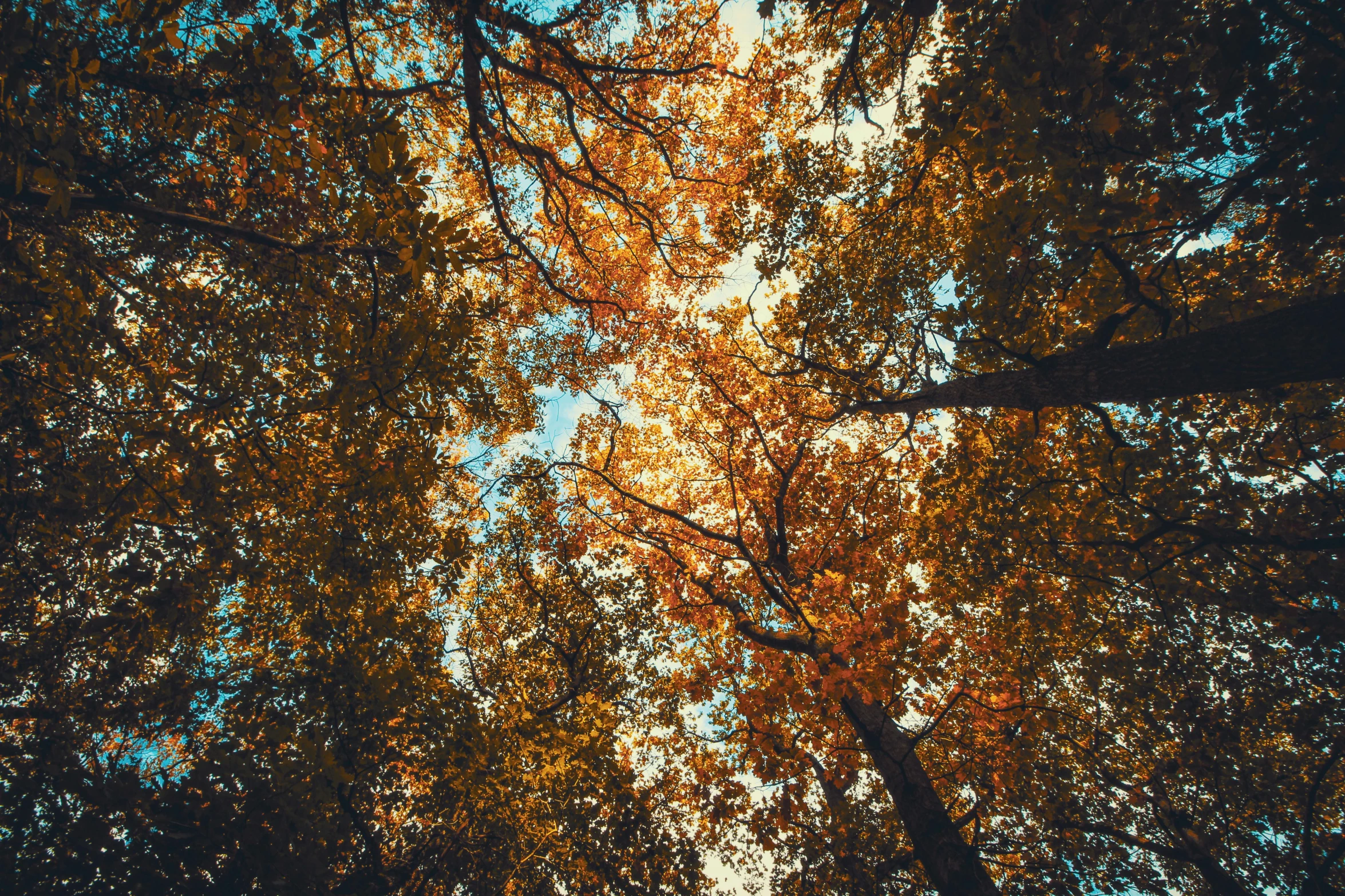 a group of trees with the sun shining through them, unsplash contest winner, visual art, orange and brown leaves for hair, view from bottom to top, ((trees)), lo - fi colors