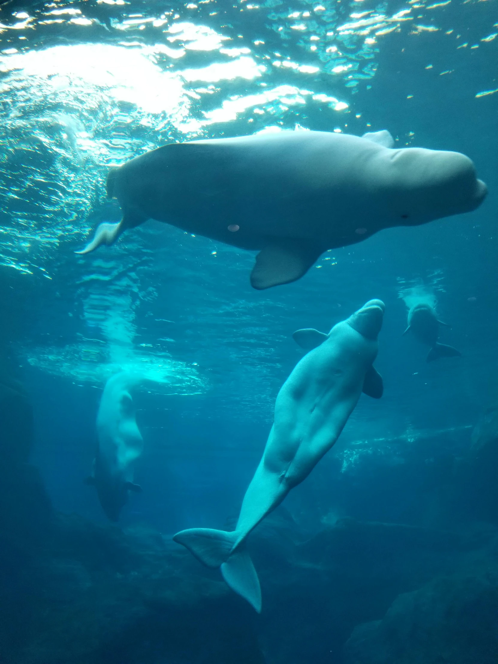 a couple of dolphins swimming next to each other, giant whale tank with legs, discovery zone, deep colour\'s, walrus