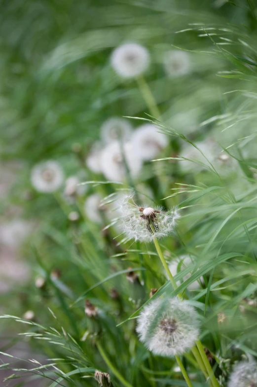 a red fire hydrant sitting on top of a lush green field, a picture, by David Simpson, hurufiyya, dandelion seeds float, bushy white beard, walking in high grass field, subtle wear - and - tear