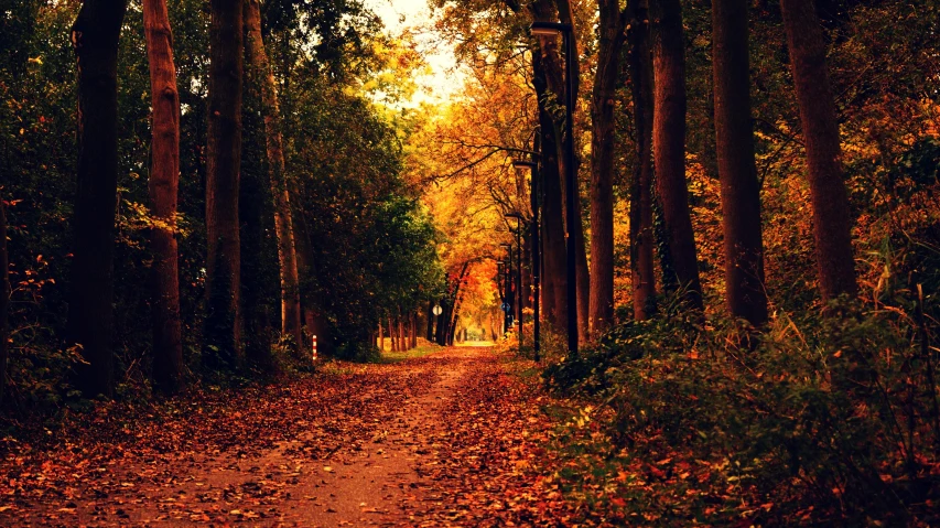 a dirt road in the middle of a forest, pexels, baroque, fall leaves on the floor, 2 5 6 x 2 5 6 pixels, a quaint, college