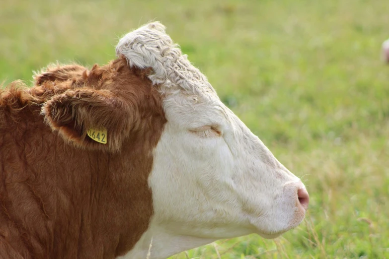 a brown and white cow standing on top of a lush green field, a portrait, pexels, a plaster on her cheek, reddish, pbr, dry