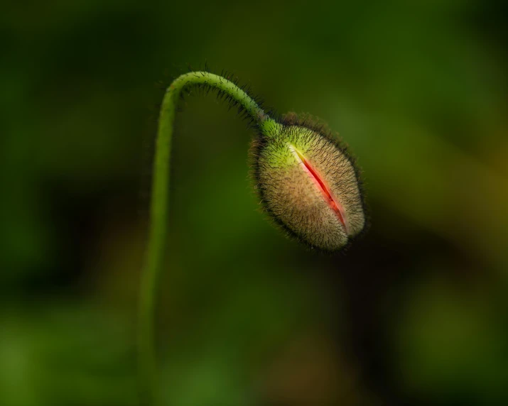 a close up of a flower with a blurry background, by Alison Geissler, pexels contest winner, hurufiyya, carnivorous plant, red eyes glowing, detailed photo 8 k, minimalist