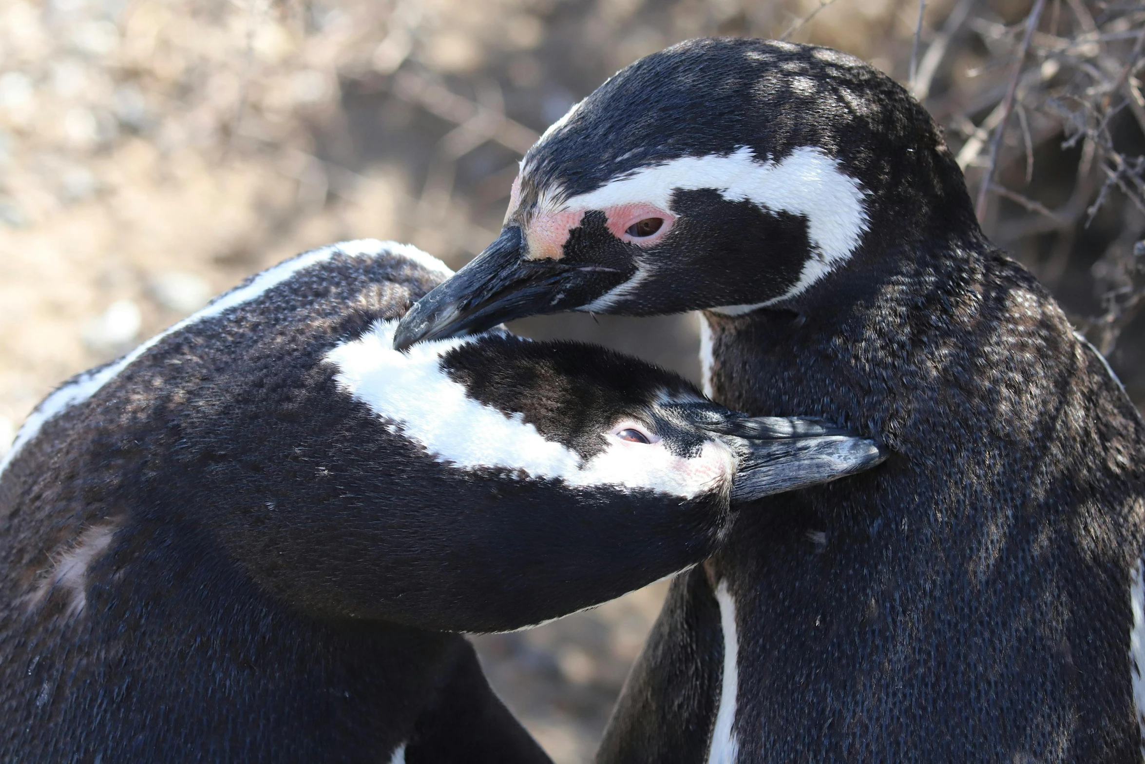 a couple of penguins standing next to each other, by Terese Nielsen, pexels contest winner, bubbling skin, high angle close up shot, patagonian, holding each other