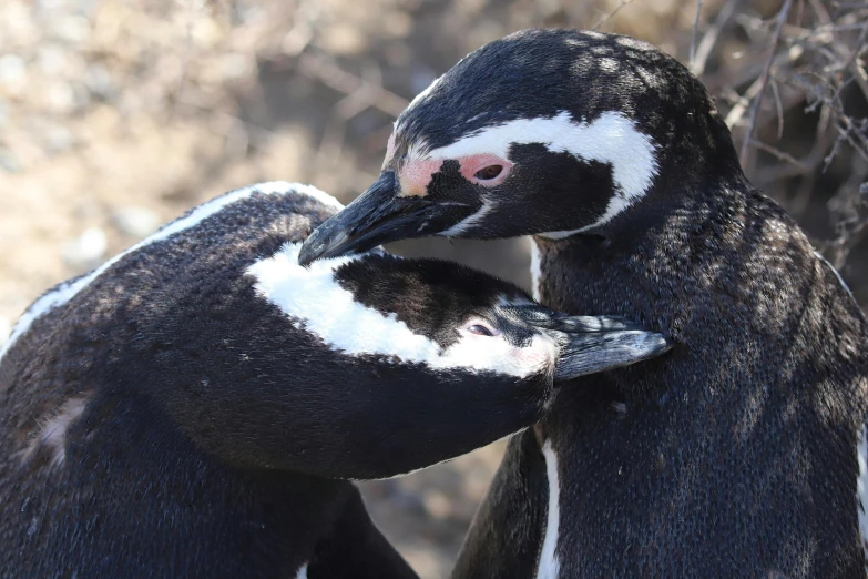 a couple of penguins standing next to each other, by Terese Nielsen, pexels contest winner, bubbling skin, high angle close up shot, patagonian, holding each other