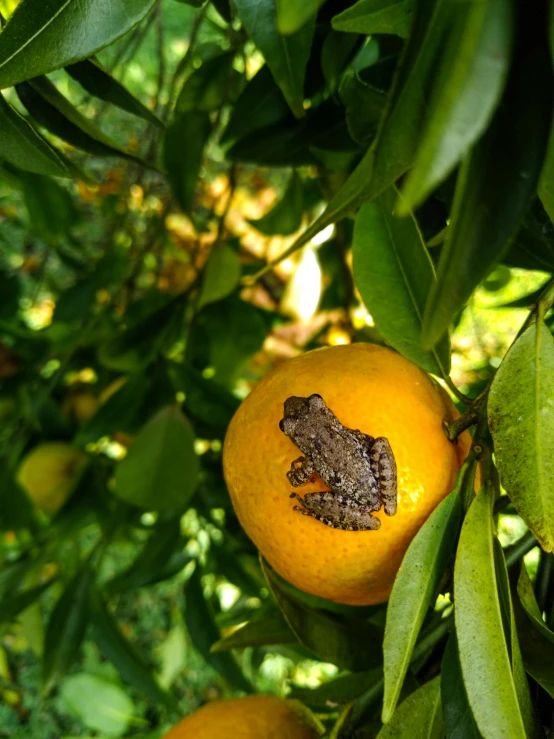 a close up of a bunch of oranges on a tree, with a cute toad, slide show, high-resolution photo