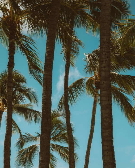 a row of palm trees in front of a blue sky, unsplash contest winner, instagram story, hawaii beach, profile image, retro aesthetic